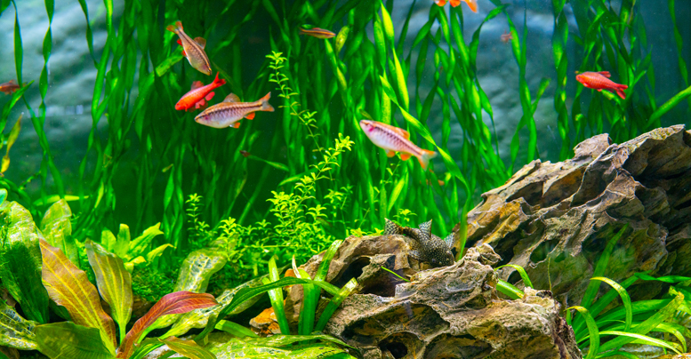 Почему помутнела, позеленела вода в аквариуме: причины и что делать