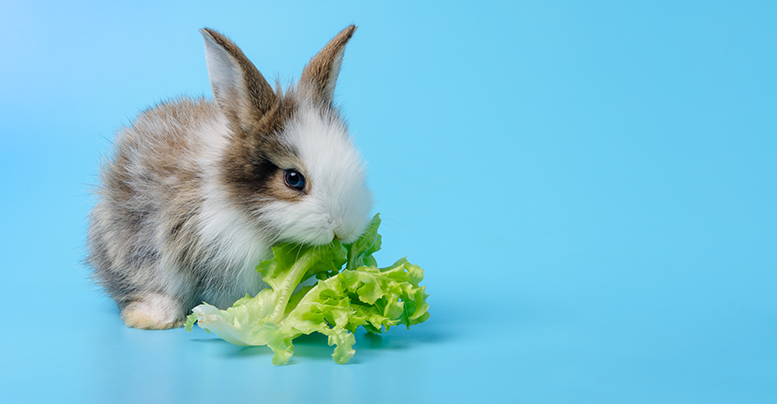 Корм для декоративных кроликов: питание в домашних условиях