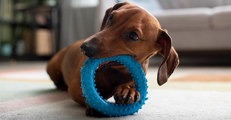 Неубиваемые игрушки для собак, самые крепкие и антивандальные: что выбрать