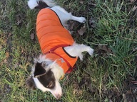 Пользовательская фотография №1 к отзыву на Collar AiryVest Курточка двухсторонняя для собак, оранжево-салатовая