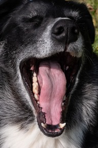 Пользовательская фотография №1 к отзыву на Мильбемакс® Таблетки от гельминтов для крупных собак – 2 таблетки