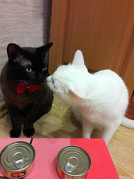Пользовательская фотография №1 к отзыву на Grandorf Филе для кошек и котят (филе тунца с мясом краба)